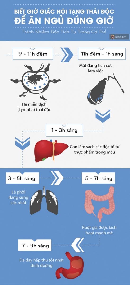 Một kết quả nghiên cứu đã được công bố trên chuyên san Science Translational Medicine: “Vết thương ban ngày nhanh lành hơn vết thương ban đêm” gợi mở nhiều điều mới mẻ trong y học. Theo hãng tin UPI, các cuộc thí nghiệm với tế bào da và những tế bào khác trên chuột cho thấy các vết thương ban ngày lành nhanh hơn gấp 2 lần so với vết thương ban đêm. Sau đó, khi phân tích quá trình hồi phục thương tích ở 118 người bị phỏng, các chuyên gia của Phòng thí nghiệm Sinh học Phân tử thuộc Hội đồng Nghiên cứu Y khoa ở Cambridge (Anh) nhận thấy các vết thương xảy ra ban đêm cần thời gian để lành lâu hơn 60% so với các vết thương xảy ra trong ngày. Các chuyên gia Anh kết luận đồng hồ sinh học của cơ thể điều khiển quá trình lành thương bằng các tế bào da và tối ưu hóa việc làm lành trong ngày. Họ nói thêm rằng điều này có thể có lợi cho việc phẫu thuật và các thủ tục y khoa khác, và có thể dẫn đến việc bào chế những loại thuốc mới để cải thiện quá trình làm lành vết thương. Đồng hồ sinh học có mối liên hệ mật thiết với sự vận hành của kinh lạc trong cơ thể. (Ảnh: kenh14.vn) “Chúng tôi đã chứng minh các chu trình hàng ngày trong đồng hồ sinh học của cơ thể kiểm soát việc các tế bào có thể sửa chữa mô bị tổn thương tốt như thế nào bằng cách tác động một protein có tên gọi actin.”, tác giả nghiên cứu Ned Hoyle cho biết. Cũng theo chuyên gia trên, việc sửa chữa da hiệu quả là rất quan trọng đối với việc ngăn ngừa nhiễm trùng, và khi quá trình làm lành bị trục trặc, các vết thương trở thành mạn tính và sẹo xấu có thể xuất hiện. Ông Hoyle và các cộng sự cho rằng việc nghiên cứu thêm về mối liên hệ giữa đồng hồ sinh học và việc làm lành vết thương “có thể giúp chúng ta phát triển những loại thuốc ngăn ngừa tình trạng làm lành không hiệu quả hoặc thậm chí cải thiện kết quả phẫu thuật. Nhịp sinh học theo góc độ của Đông y Theo y học cổ truyền Trung Quốc, các cơ quan trong cơ thể con người hoạt động theo một chu kỳ liên tục mỗi ngày. Cung cấp cho cơ thể với các chất dinh dưỡng và năng lượng, đồng thời loại bỏ chất thải là cách tự nhiên giúp nó khỏe mạnh. Ví như sự tuần hoàn thải độc của cơ thể: 9- 11h đêm: Hệ miễn dịch (Lympha) thải độc. 11h đêm- 1h sáng: Mật đang tích cực làm việc. 1-3 h sáng: Gan làm sạch các độc tố từ thực phẩm trong máu. 3-5h sáng: Lá phổi đang sung sức nhất. 5-7h sáng: Ruột già được kích hoạt mạnh mẽ. 7-9h sáng: Dạ dày hấp thu tốt nhất dinh dưỡng. Các cơ quan trong cơ thể con người hoạt động theo một chu kỳ liên tục mỗi ngày. (Ảnh: kenh14.vn) Điều này cho thấy cơ thể chúng ta hoạt động là có quy luật nhất định thích ứng với sự vận hành của vũ trụ. Sự thay cũ đổi mới là tương thích với ban ngày khi mọi sự vật sinh trưởng, hoạt động; ngược lại sự đào thải lại diễn ra vào ban đêm khi mọi sự vật xung quanh tĩnh lại. Đó là lý do tại sao vết thương ban ngày nhanh lành hơn vết thương ban đêm.